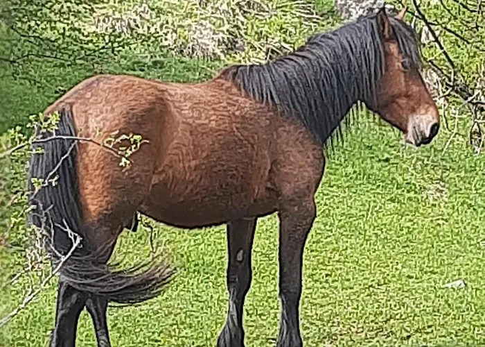 La Casa Di Amelia Hébergement de vacances